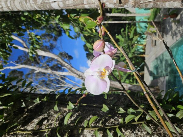 villa mediterraneo trancoso natureza